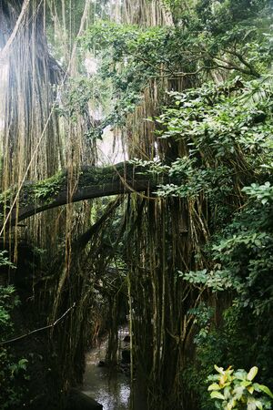 Ubud Monkey Forest sanctuary at Bali island, Indonesia