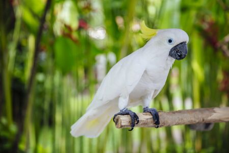 View at White cockatoo (Cacatua alba) in the tropical forest