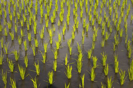 Closeup detail of the green young rice fieldの写真素材