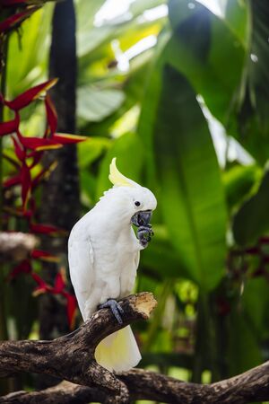 View at White cockatoo (Cacatua alba) in the tropical forestの写真素材