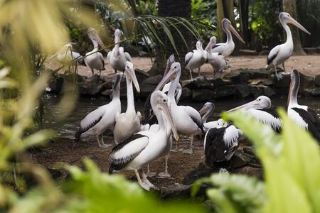 View at Australian pelicans in Bali bird parkの写真素材