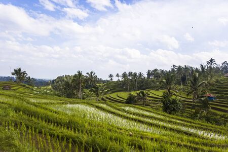 Rice fields of Jatiluwih in southeast Bali, Indonesiaの写真素材