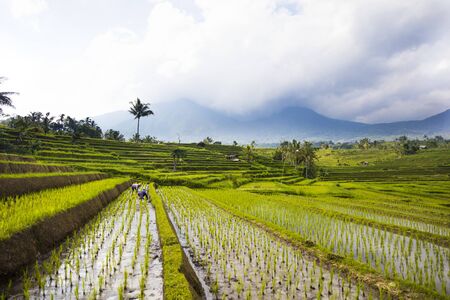 Rice fields of Jatiluwih in southeast Bali, Indonesiaの写真素材