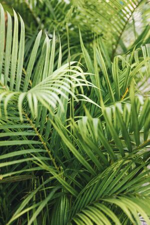 Closeup of tropical foliage at Cartagena, Colombia