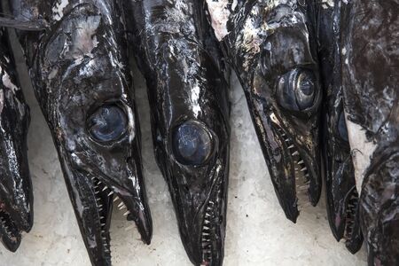 Fresh espada fish on traditional fish market in Funchal at Madeira island, Portugalの写真素材