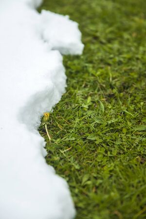 Melting snow on green grass close up as between winter and spring conceptの写真素材