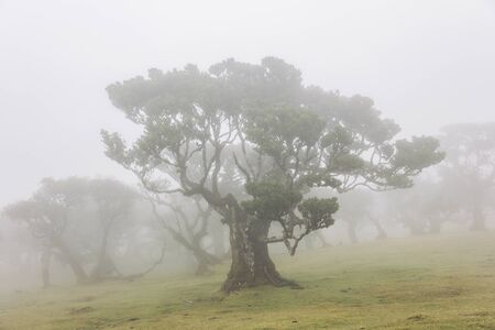 View at Mystical Fanal laurisilva forest at Madeira island, Portugal