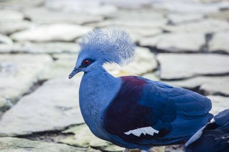 Western Victoria Crowned Pigeon on Bali island, Indonesiaの写真素材