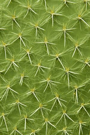 Closeup detail of the cactus with thorns