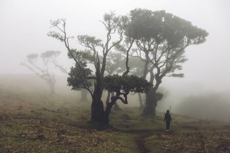 View at Mystical Fanal laurisilva forest at Madeira island, Portugal