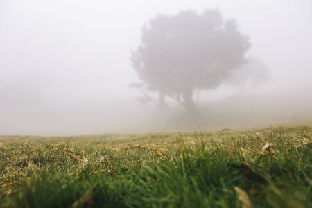 View at Mystical Fanal laurisilva forest at Madeira island, Portugalの写真素材