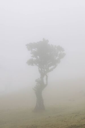 View at Mystical Fanal laurisilva forest at Madeira island, Portugal