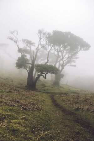View at Mystical Fanal laurisilva forest at Madeira island, Portugal