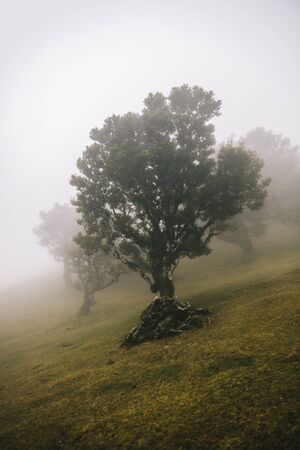 View at Mystical Fanal laurisilva forest at Madeira island, Portugal