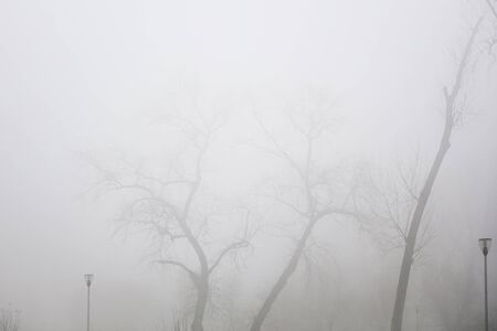 View at trees in the foggy winter dayの写真素材