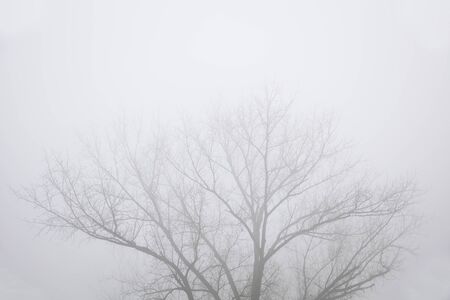 View at trees in the foggy winter day
