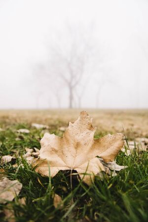 View at tree in the foggy winter day