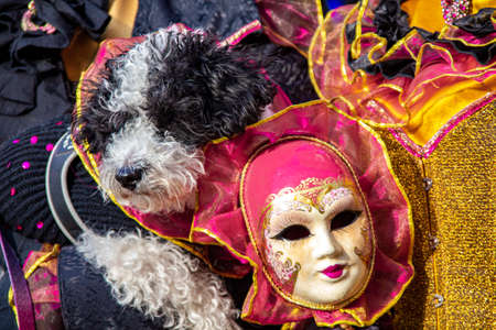 VENICE, ITALY - FEBRUARY 9, 2013: Unidentified person with Venetian carnival mask and dog in Venice, Italy. At 2013 it is held from January 26th to February 12th.のeditorial素材