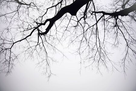 View at trees in the foggy winter dayの写真素材