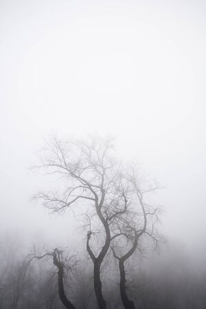 View at trees in the foggy winter dayの写真素材