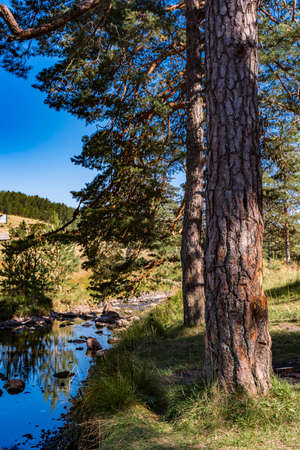View at Crni Rzav river on Zlatibor mountain in Serbiaの写真素材