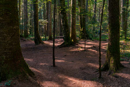 View at peat bog forest Red Creek (Crveni potok)  on Tara mountain in Serbia