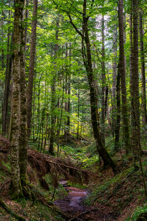 View at peat bog forest Red Creek (Crveni potok)  on Tara mountain in Serbia