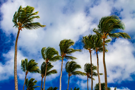 Strong winds sway palm trees on the Caribbean seaの写真素材
