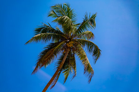 View at palm tree under the blue skyの写真素材