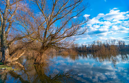Old tree by the water at winter time