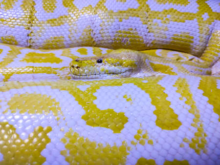 Closeup of the golden Python