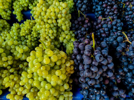 Bunch of different types of fresh grapes on the market