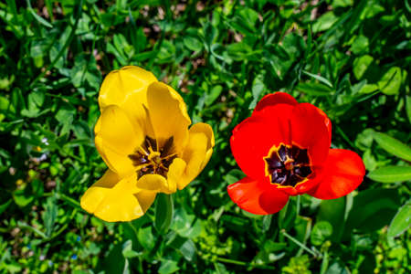 Closeup of the wild tulips at the countryside meadowの写真素材