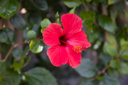 Closeup of the red hibiscus flower from Madeira islandの写真素材