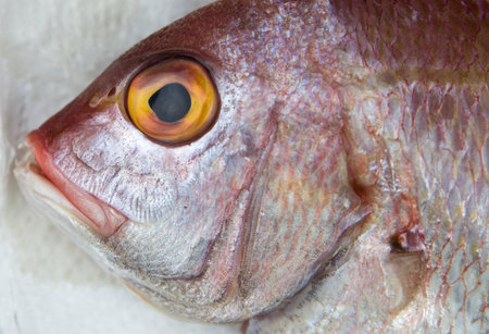 Closeup of the red bass fish on the marketの写真素材