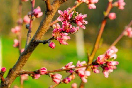 View at apple tree blossom in the springの写真素材