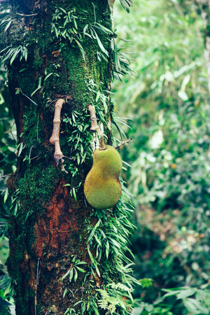 Jackfruit on the tree at Bali Island, Indonesia
