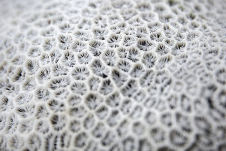 Closeup detail of the white coral backdropの写真素材