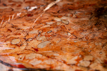 Closeup detail of the red fossiliferous limestoneの写真素材