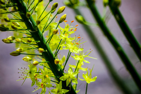 Closeup detail of Narrow leaved foxtail lily (Eremurus stenophyllus)の写真素材