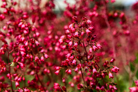 Coral bells (Heuchera sanguinea) flowers in the field