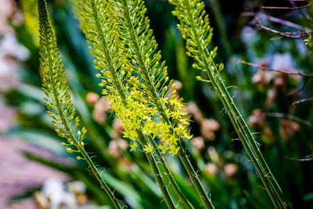 Closeup detail of Narrow leaved foxtail lily (Eremurus stenophyllus)の写真素材