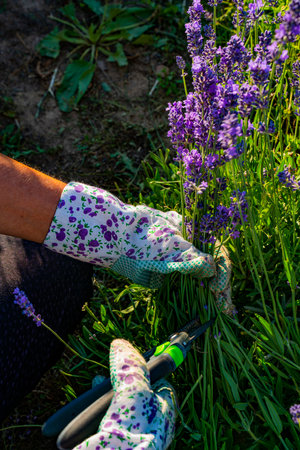 Closeup detail of the lavender plants in the gardenの写真素材