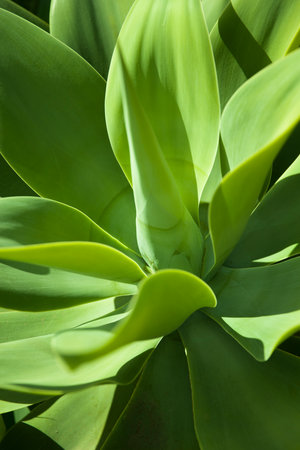 Closeup view at the foxtail (Agave attenuata) detailの写真素材