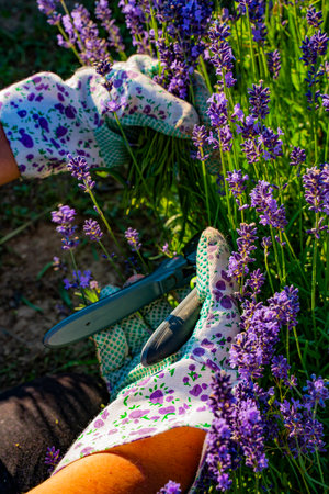 Closeup detail of the lavender plants in the garden