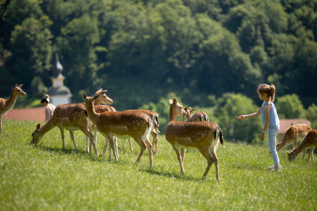Cute little girl among reindeer herd on the sunny dayの写真素材