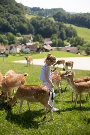 Cute little girl among reindeer herd on the sunny dayの写真素材