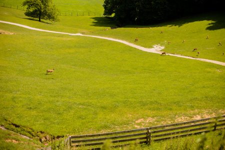 Reindeers on a foothills of Jelenov Greben in Sloveniaの写真素材