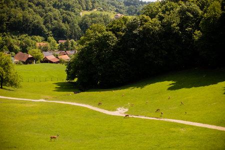 Reindeers on a foothills of Jelenov Greben in Sloveniaの写真素材