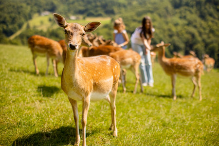 Two cute little girls among reindeer herd on the sunny dayの写真素材
